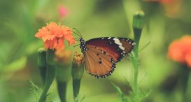 Butterfly World