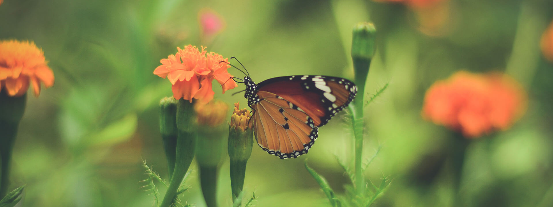 Butterfly World