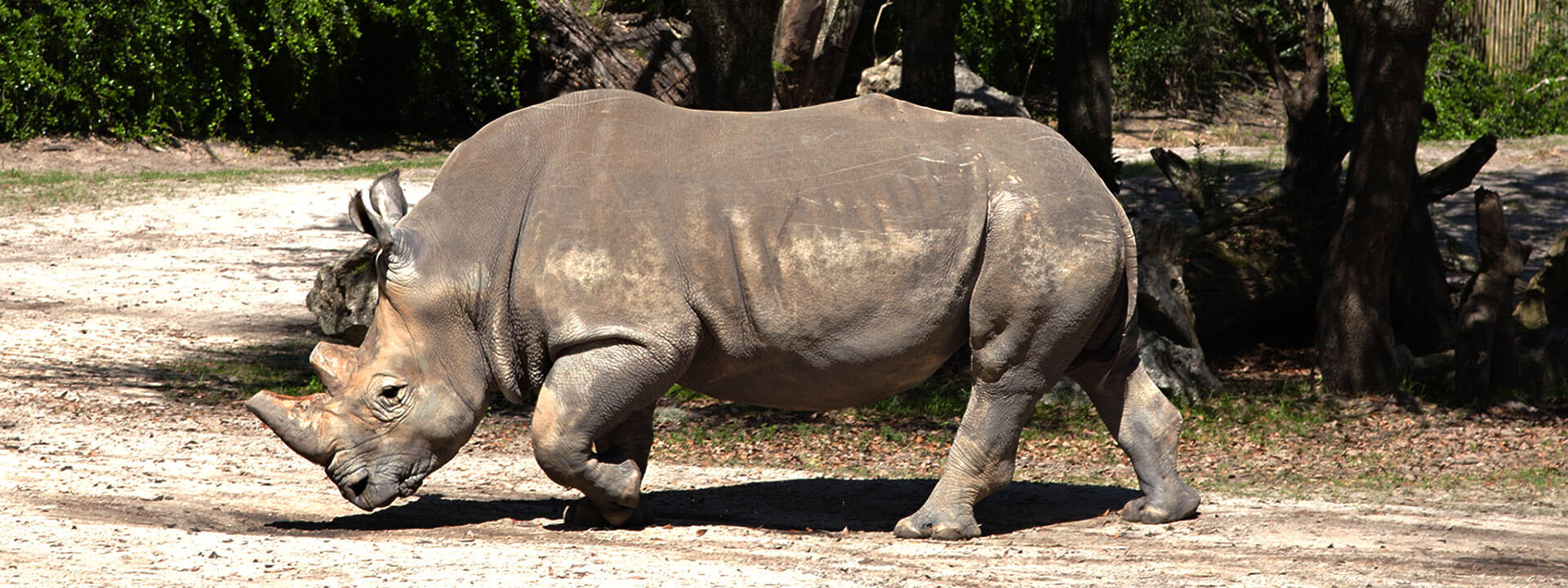 Disney's Animal Kingdom