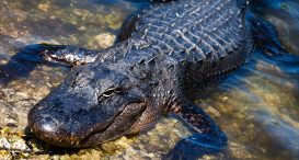 Everglades National Park