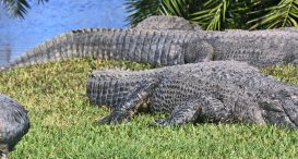 Gatorland