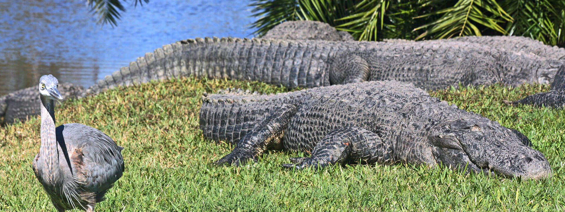 Gatorland