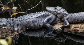 Big Cypress National Preserve