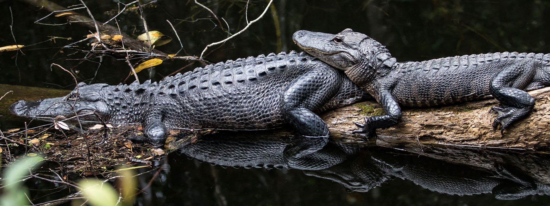 Big Cypress National Preserve