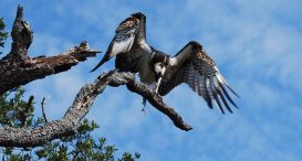 St. Marks National Wildlife Refuge