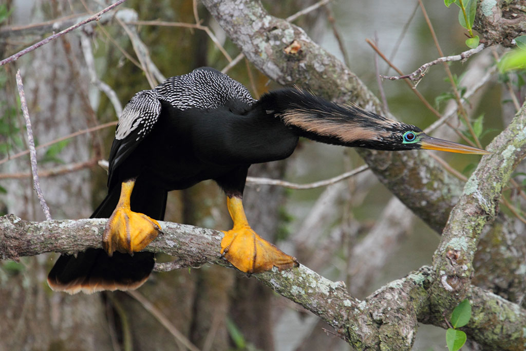 Male Anhinga on a perch in the Florida Everglades