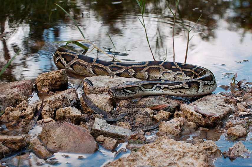 Burmese Python in the Everglades