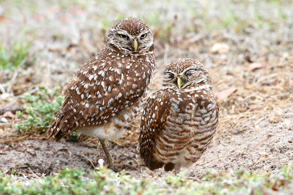 Burrowing Owls by a nest hole in the Florida Everglades