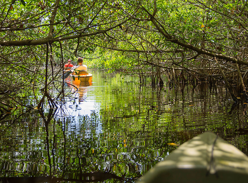 Kayaking in Mangrove Tunnels in Everglades National Park