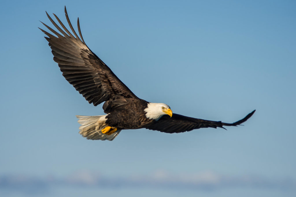 Bald Eagle