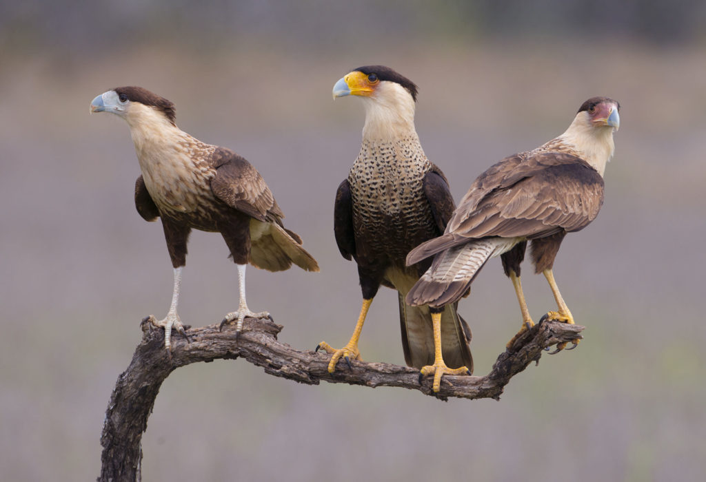 Caracara