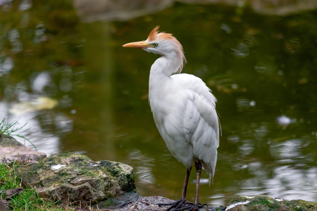 Cattle Egret