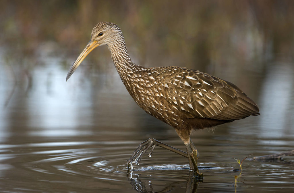 Limpkin