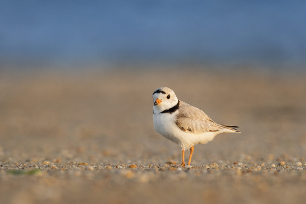 Piping Plover