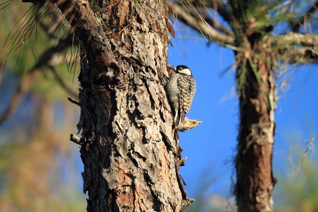 Red-Cockaded Woodpecker