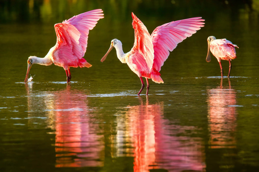 Roseate Spoonbill