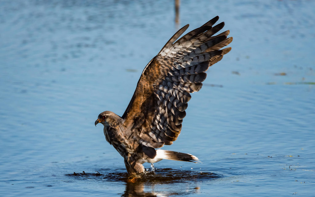 Snail kite