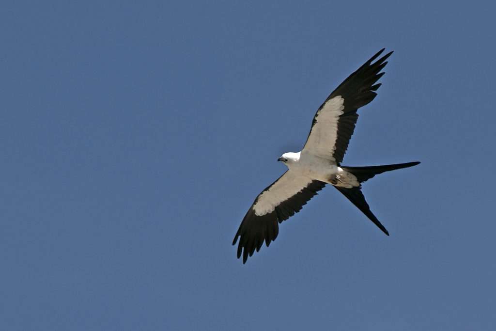 Swallow-tailed Kite