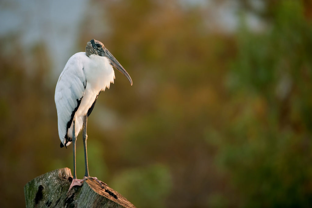 Wood Stork