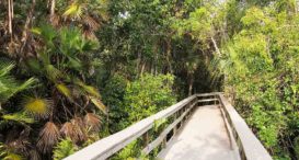 Maritime Hammock Preserve