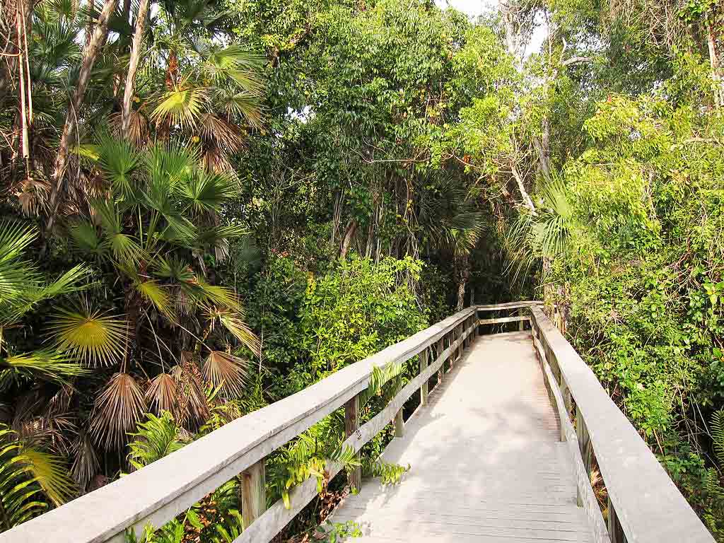 Maritime Hammock Preserve