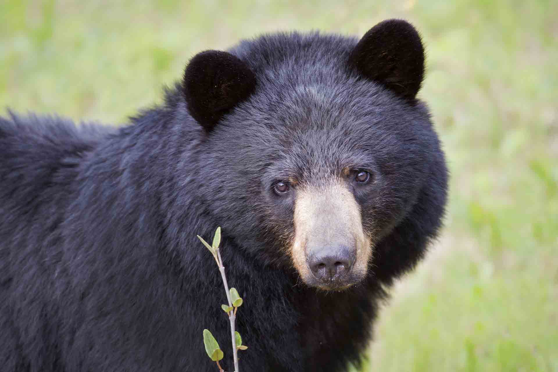 FloridaBlackBear