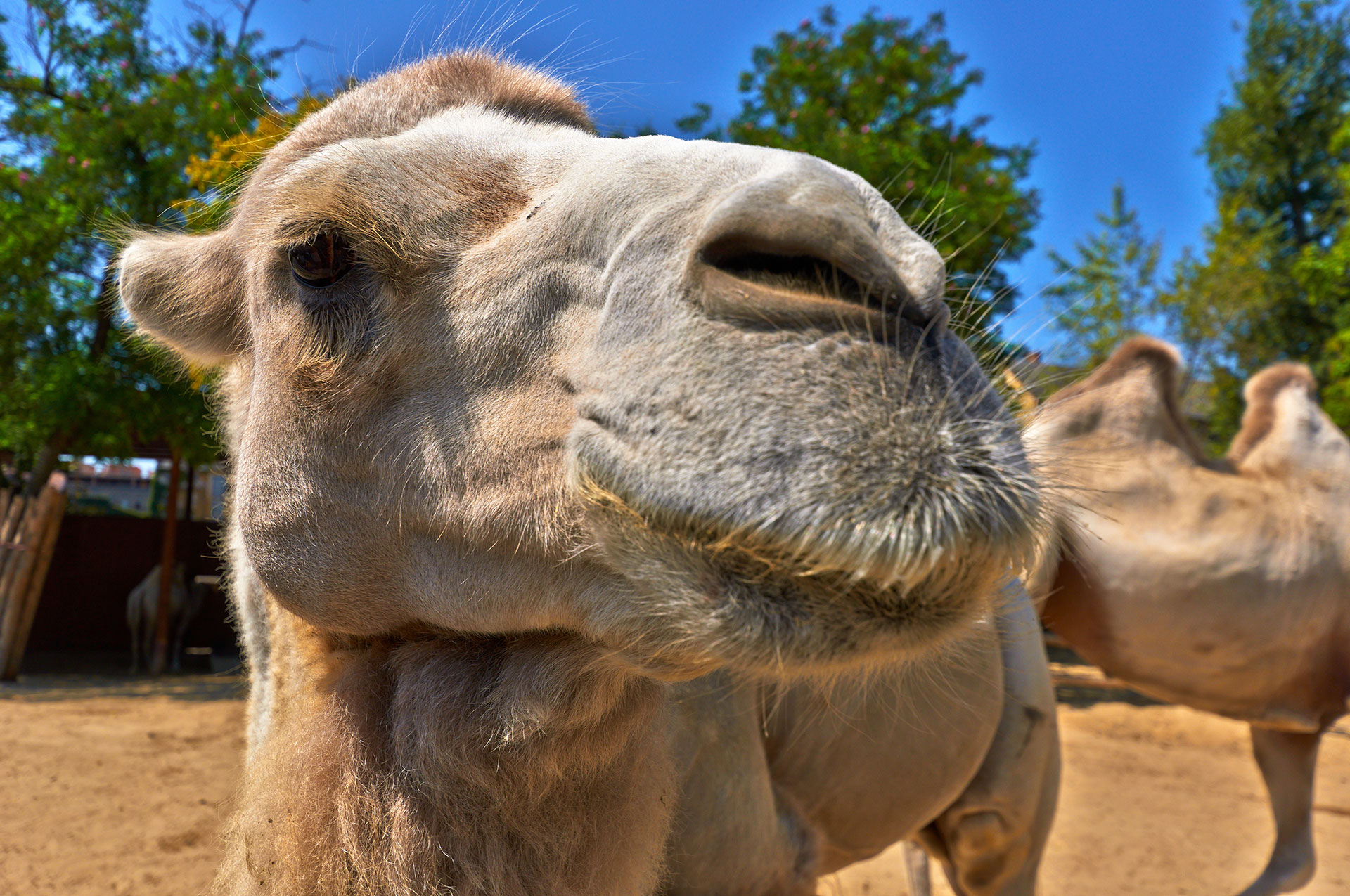 camels